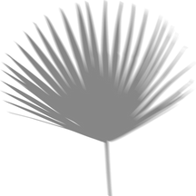 Blurred Big Fan Palm Shadow